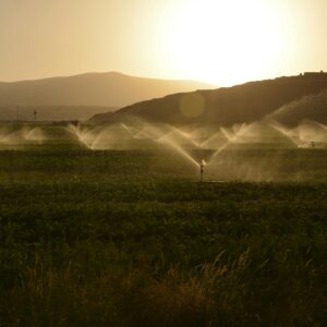 Sprinkler irrigation on a farm at sunset with hills in the background.