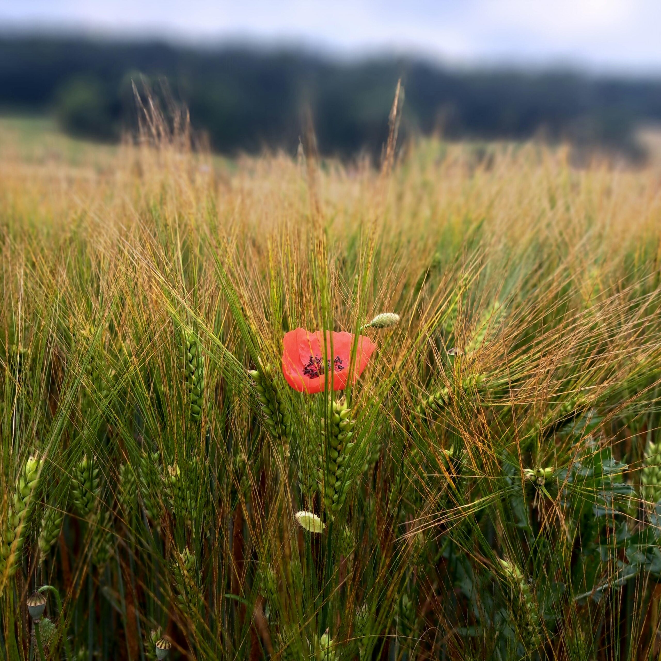 A vibrant poppy stands out in a lush wheat field under an overcast sky, highlighting nature's beauty.